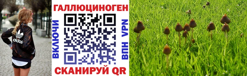 Псилоцибиновые грибы Psilocybe  где найти наркотики  Углегорск 